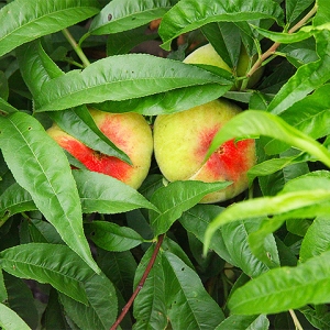 芒果体育热带水果一